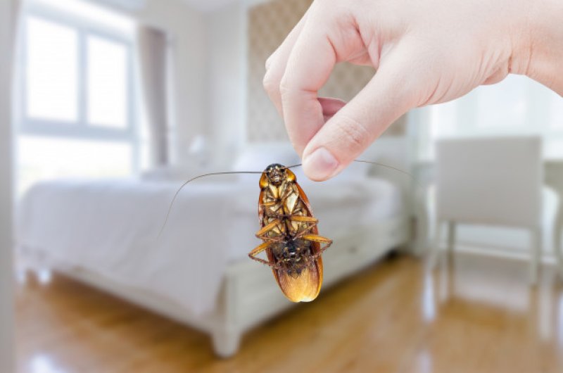 Mecidiyeköy Hamam Böceği İlaçlama