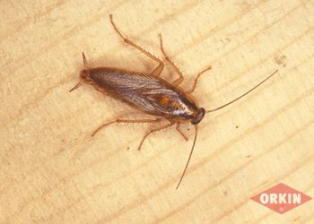 Şişli’de Soğuk Havada Neden Hamam Böceği İlaçlama Yaptırmalıyız?