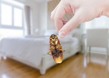 Mecidiyeköy Hamam Böceği İlaçlama
